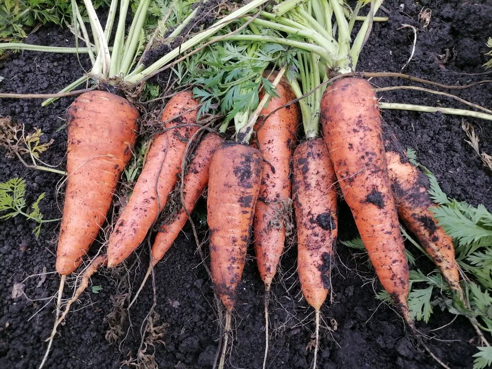 Сладкие сорта моркови: как выбрать по содержанию сахара
